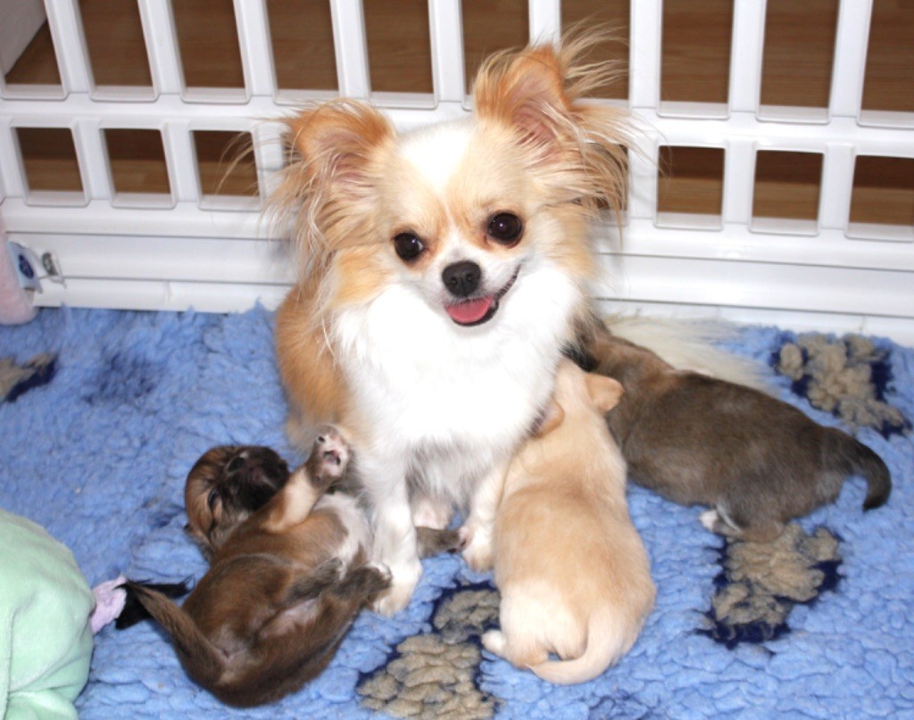 chiot Chihuahua Akan’s Dream