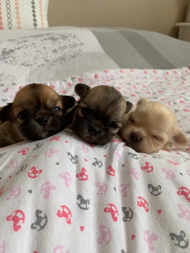 Akan’s Dream - Chiots disponibles à la réservation : 2 mâles et 1 femelle
